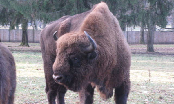 muzeum-bialoruskie